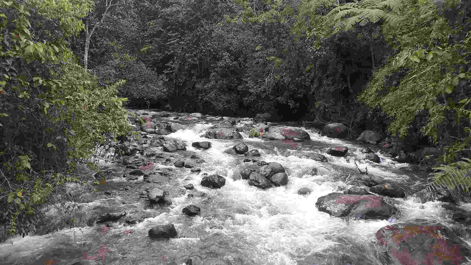 The Cauca River flows towards us through and over rocks of different sizes, with banks full of lush greenery and trees overhanging