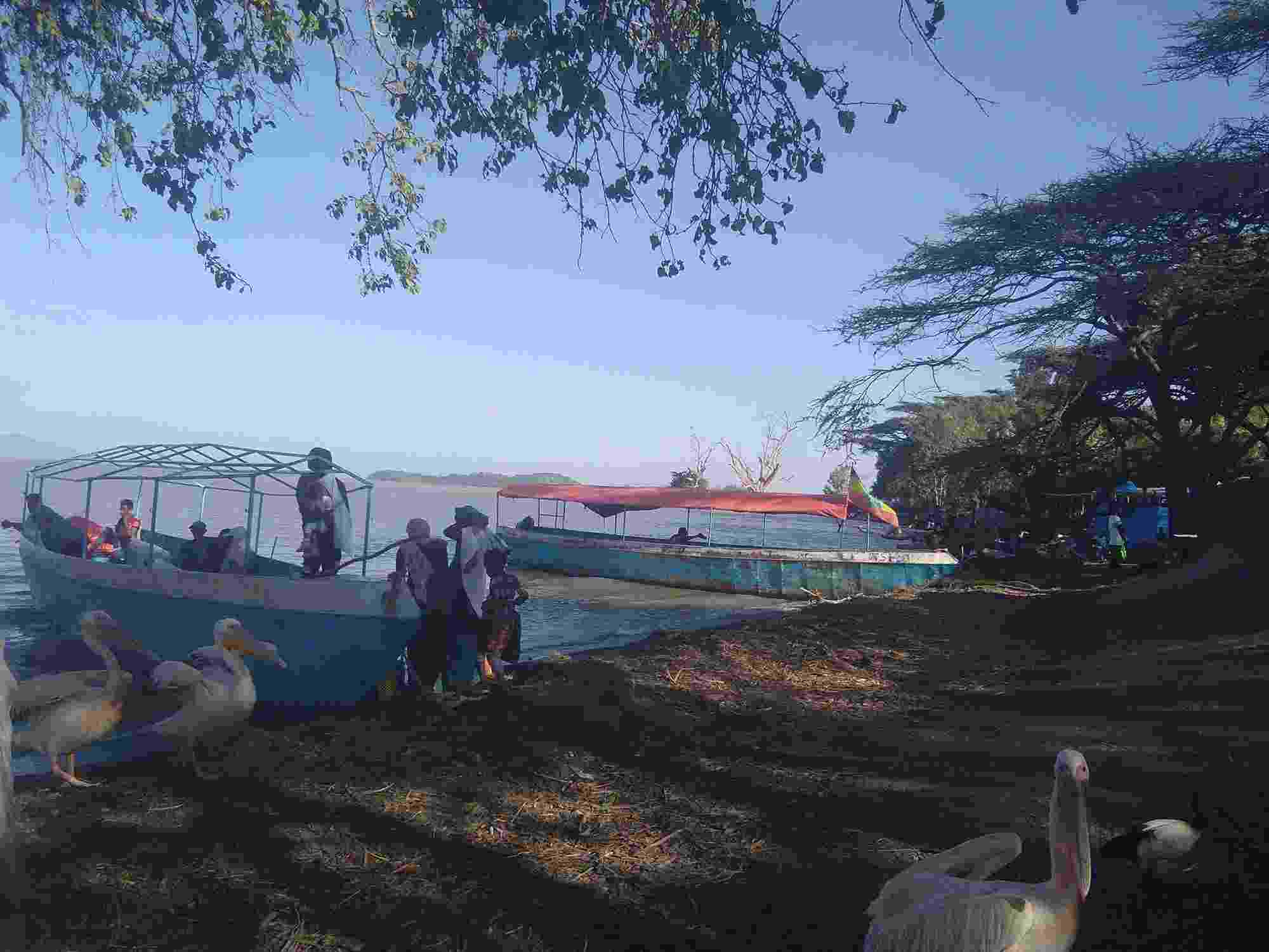 Several people climb into one of two boats that are moored on the lake shoreline, shaded by trees. Large fishing birds are gathered in clusters, and more people are visible in the distance,