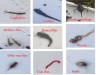 A number of macroinvertebrates are pictured and labelled, including damselfly larvae, minnow fly larvae, leeches, and snails. thumbnail