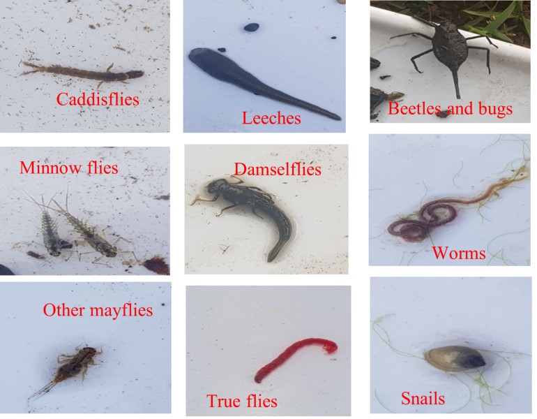 A number of macroinvertebrates are pictured and labelled, including damselfly larvae, minnow fly larvae, leeches, and snails.