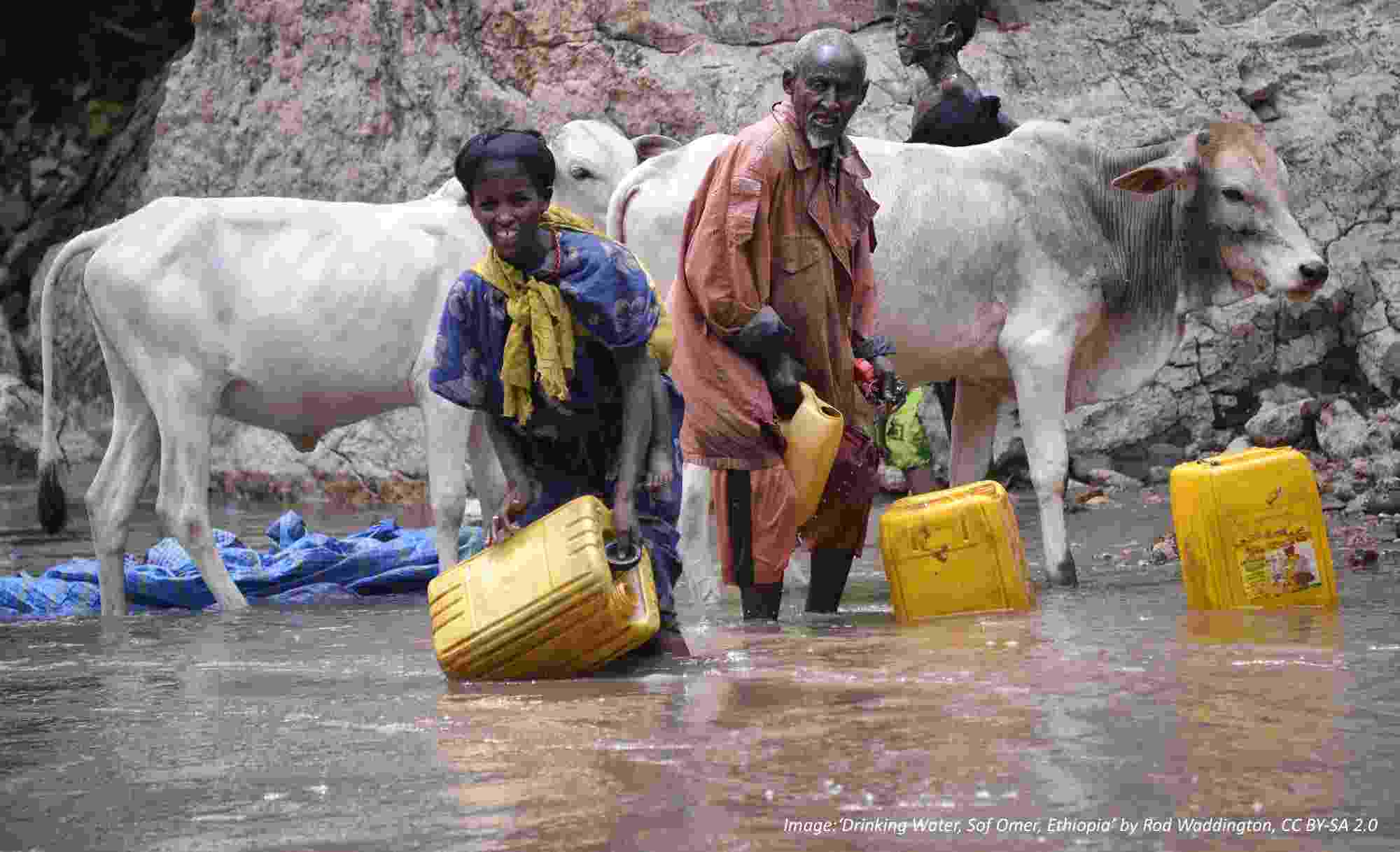 Two people stand in murky river water up to their shins while collecting water using yellow containers, with two white cattle and the rocky riverbank behind
