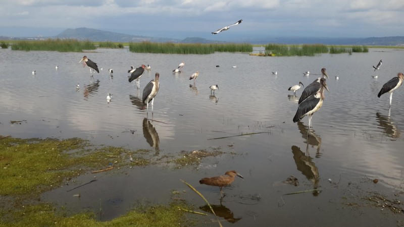 Marabou storks stand in the shallow wetlands of Lake Awasa with grass rushes in the mid-distance and the hazy outline of mountains in the background, Ethiopia