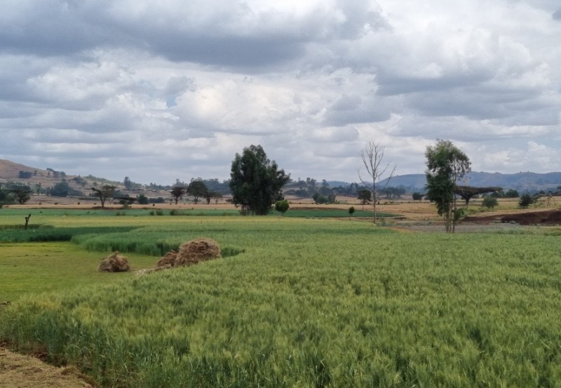 Green grain crops fill several fields, with trees scattered between and a mountain range rising in the distance