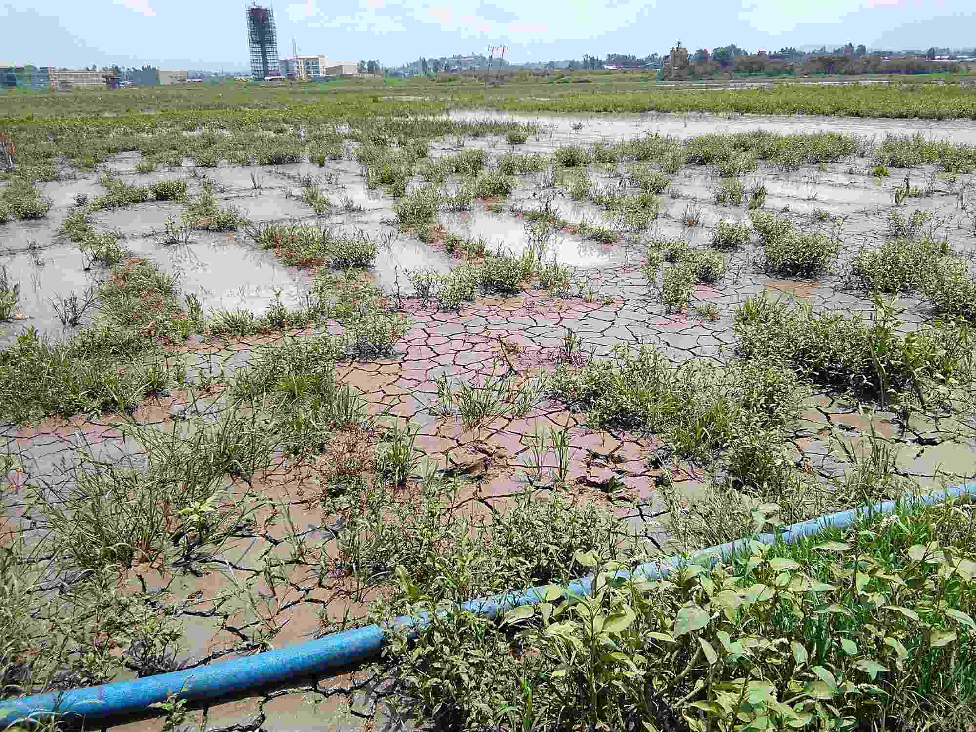 Flood waters saturate a planted crop field, leaving crops covered with silt as the water beings to recede in parts.