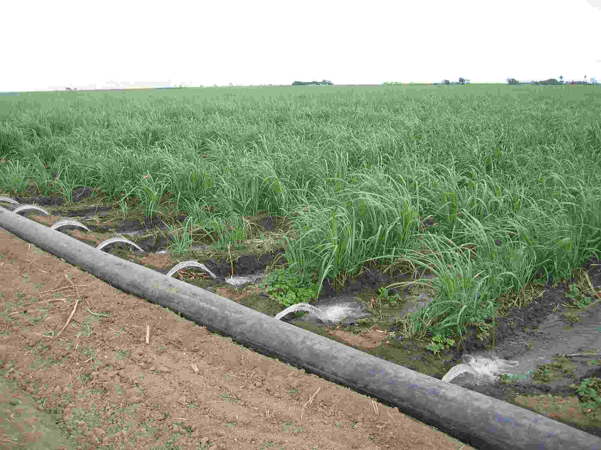 A hydroflume delivers small streams of water directly to root channels of young sugar crop plants