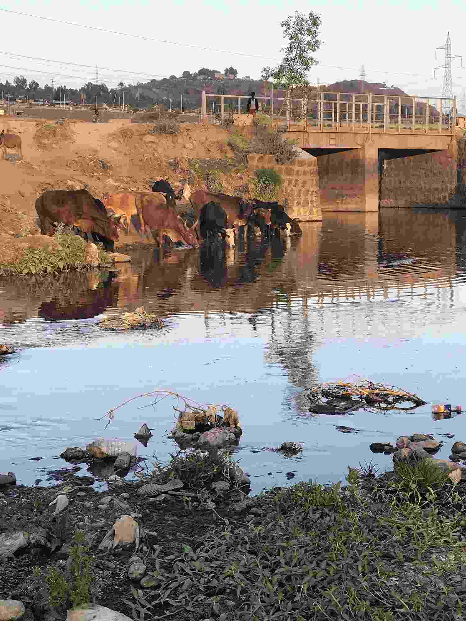 Image shows brown and black cattle drinking on the banks of the Little Akaki River, with a bridge visible behind