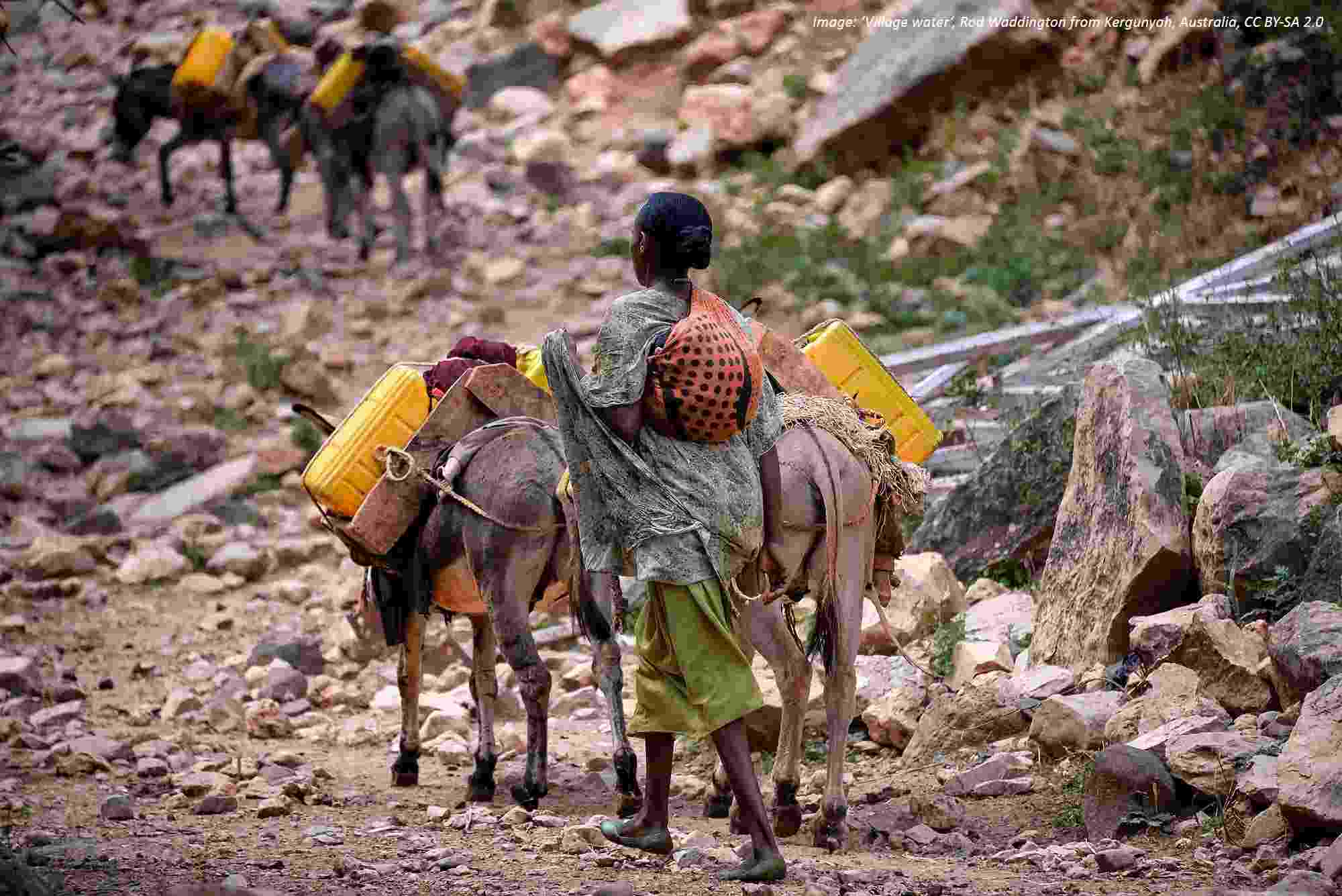 A woman walks along a stony uphill path with her back to us, with a small fabric package slung across her back and leading two mules laden with water carriers. 