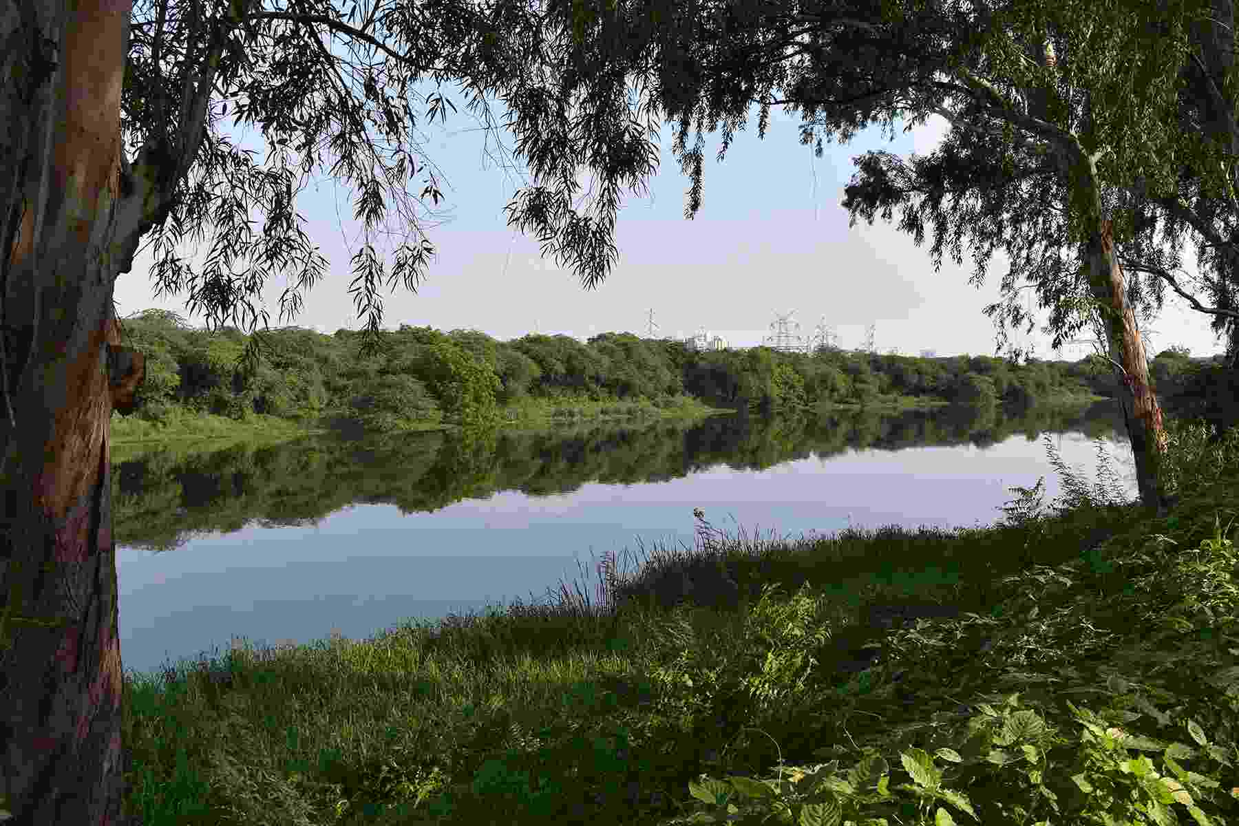 Panoramic photo of the Nazafgarh Drain, Delhi's most polluted water body, flanked by trees and with electricity pylons in the distance