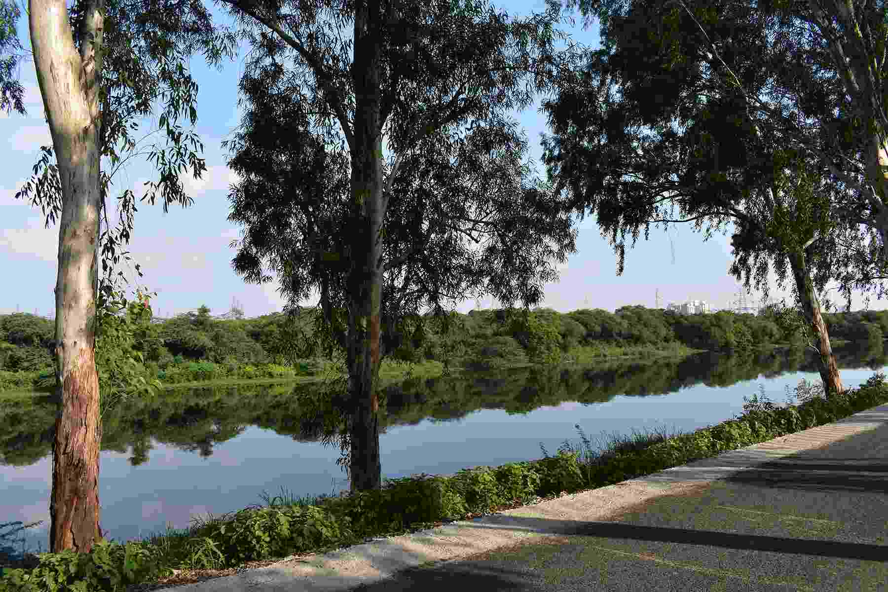 Panoramic photo of the Nazafgarh Drain, Delhi's most polluted water body, flanked by trees and with electricity pylons in the distance