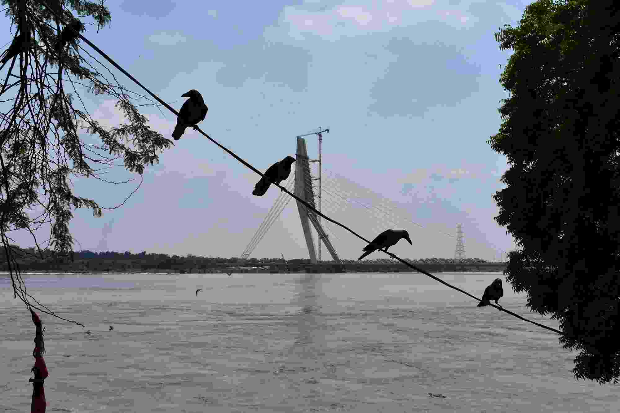 Four birds perched on a cable, with the Signature Bridge crossing the full Yamuna River visible behind 