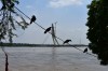 Four birds perched on a cable, with the Signature Bridge crossing the full Yamuna River visible behind  thumbnail