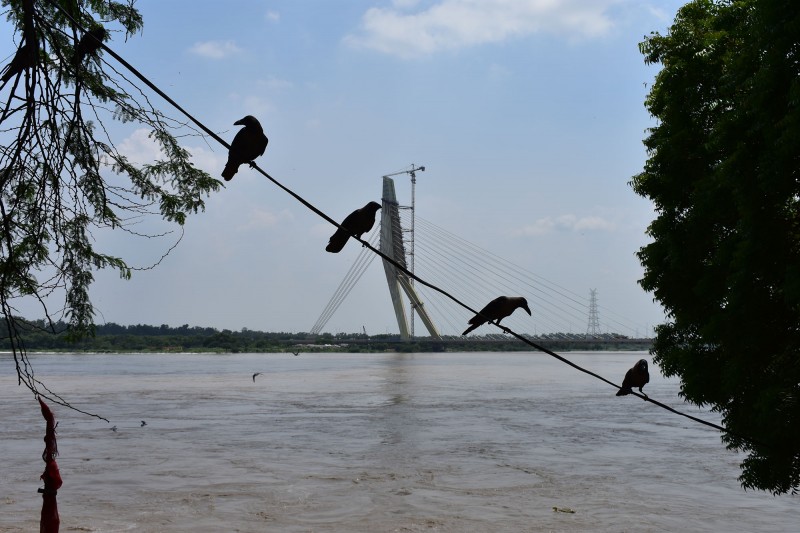Four birds perched on a cable, with the Signature Bridge crossing the full Yamuna River visible behind 