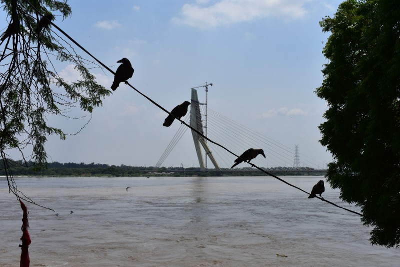 Four birds perched on a cable, with the Signature Bridge crossing the full Yamuna River visible behind