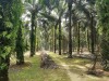Large oil palm trees are planted in neat rows, with sunlight filtering through the leafy canopy thumbnail