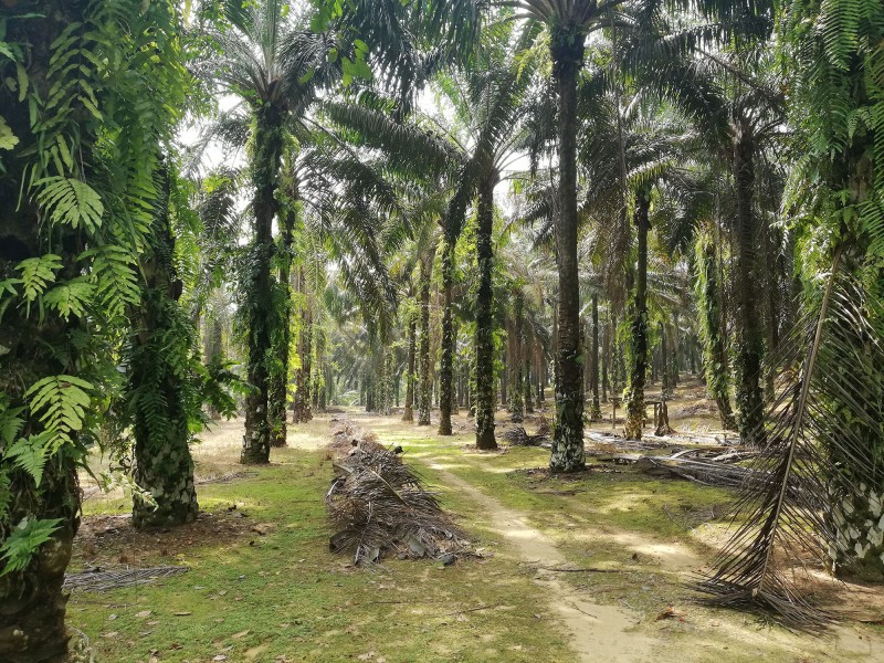 Large oil palm trees are planted in neat rows, with sunlight filtering through the leafy canopy