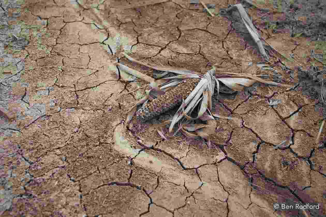 Image shows extremely dry, cracked earth and a dried corn crop plant 
