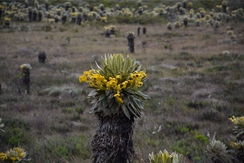 Image shows yellow plants growing in the paramo, in the River Palacé basin