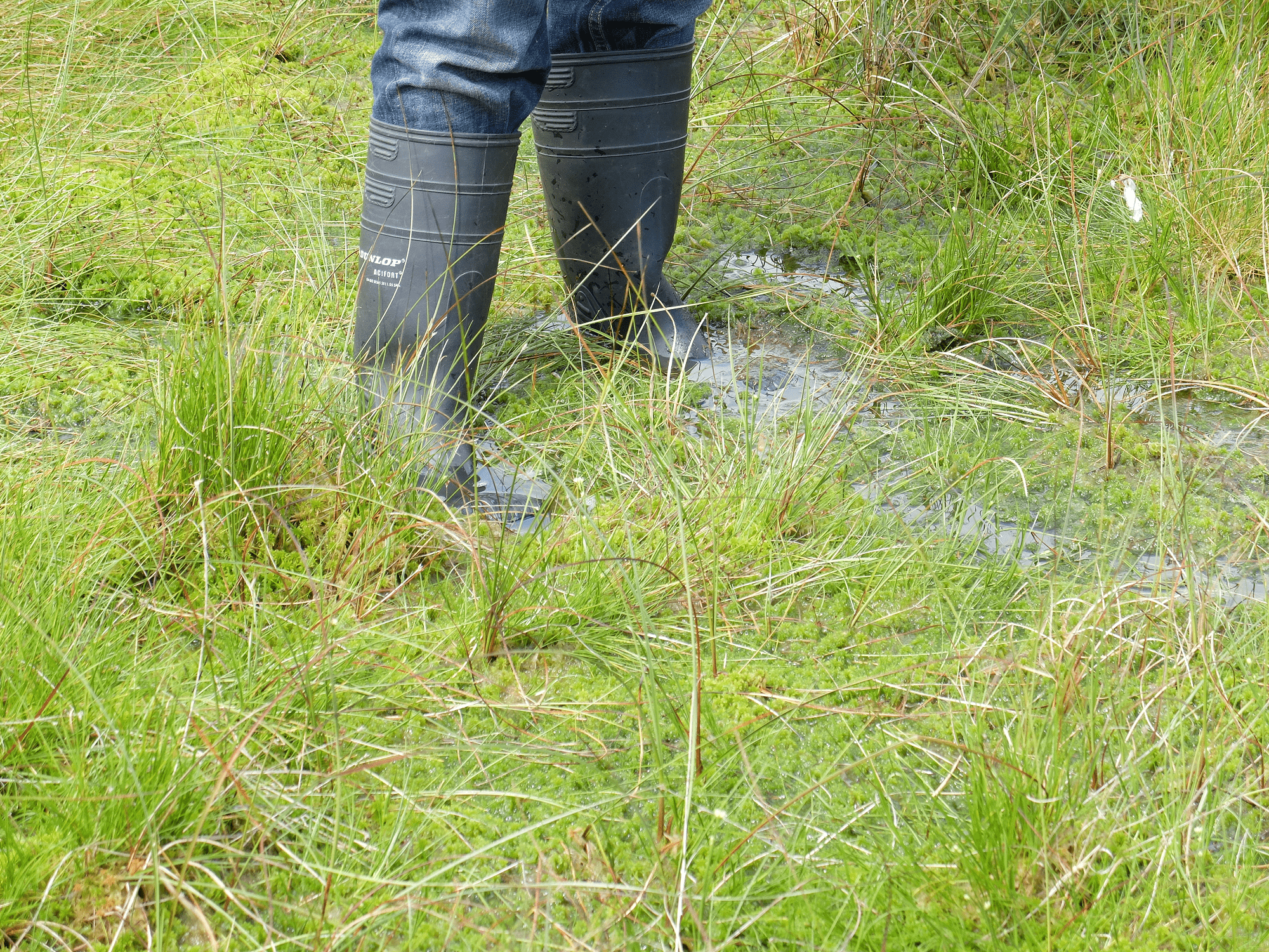 poets in wellies performing in the bog
