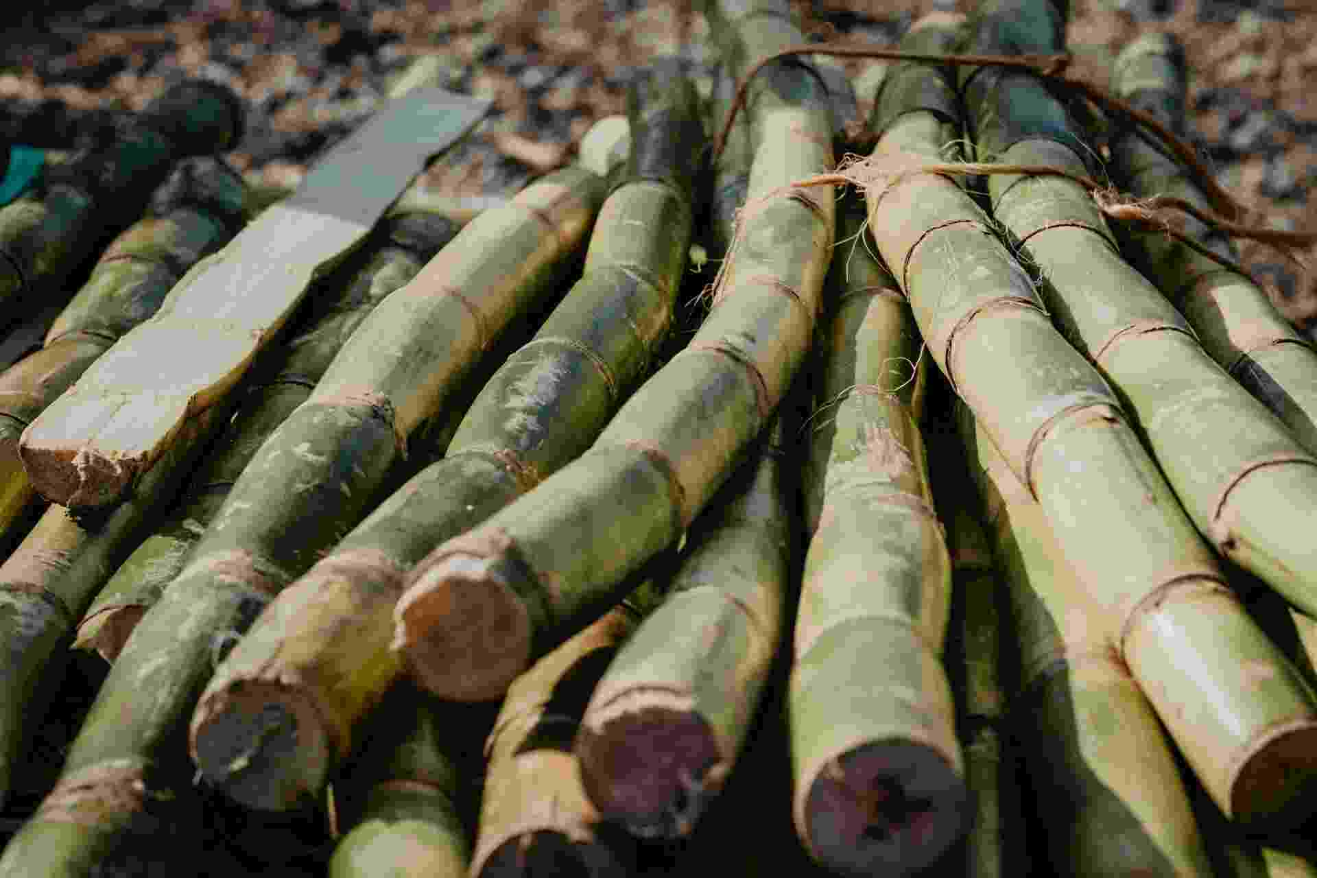 Close up of fresh cut, green sugarcane