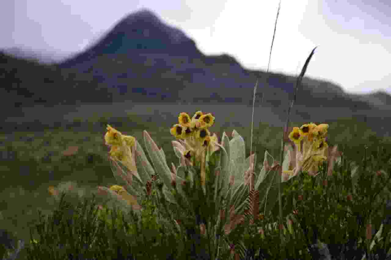 Image shows yellow flowers in the foreground, with the hills of the River Palacé Basin visible behind
