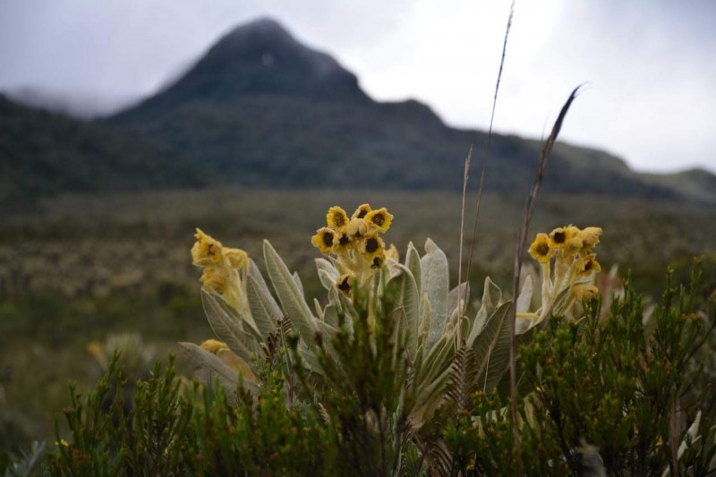 Close-up of yellow Espeletia schultzii flowers on the Colombian paramo, with Andean mountains behind